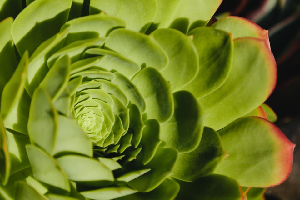 Water-wise succulent